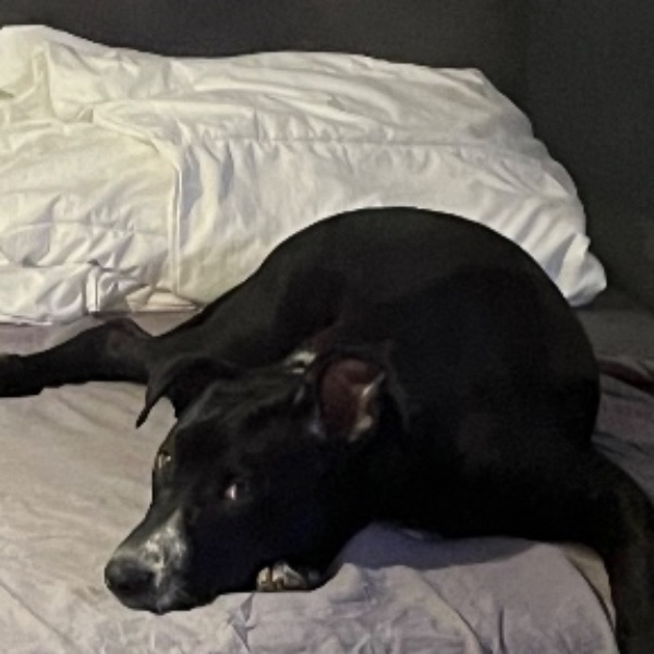 Alpha