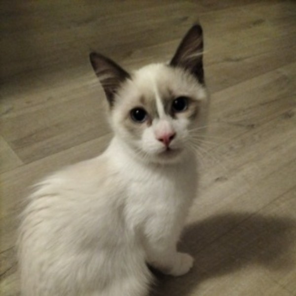 Aïna