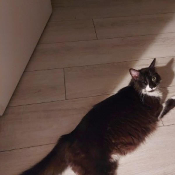 Oreo