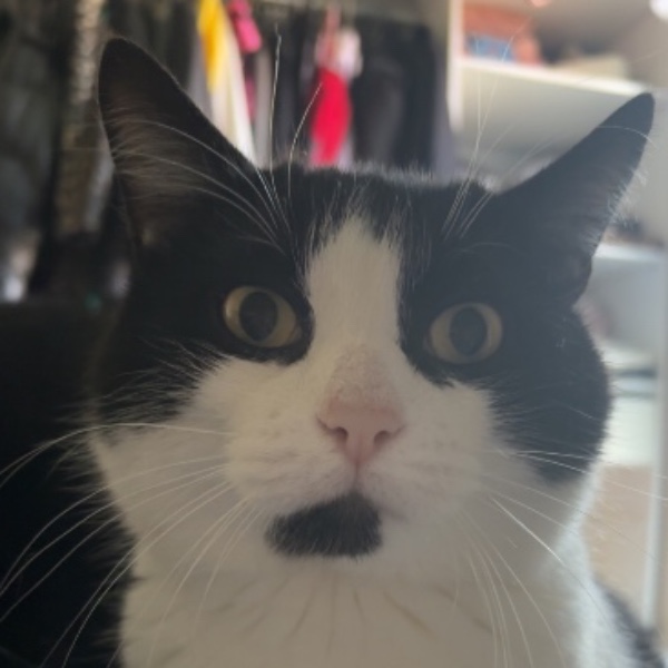 Simba