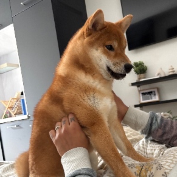 Haru