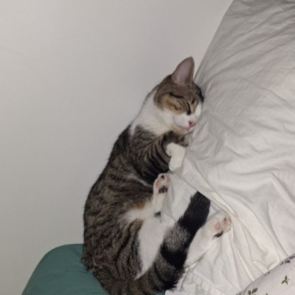 Guccio