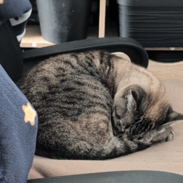 Nala