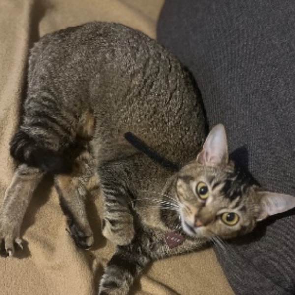 Nala