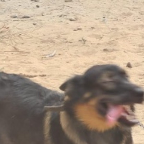 Rex