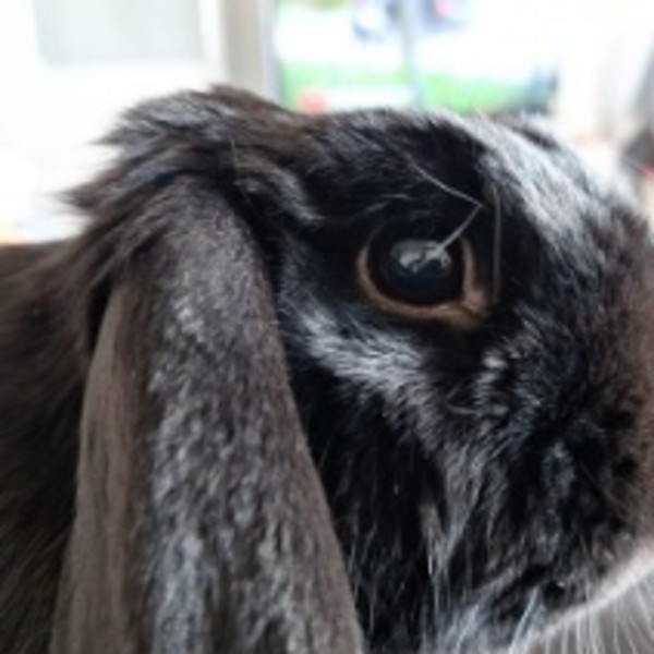 Pepper