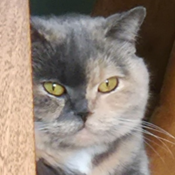 Bella