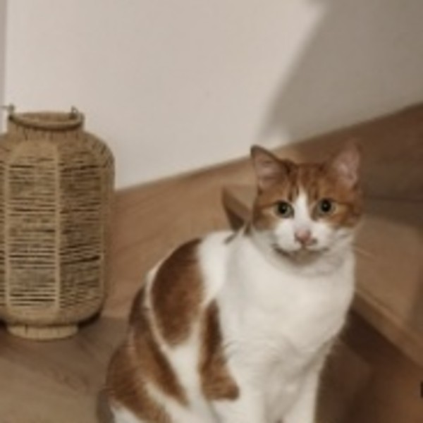 Roxi