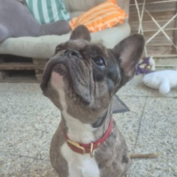 Molly