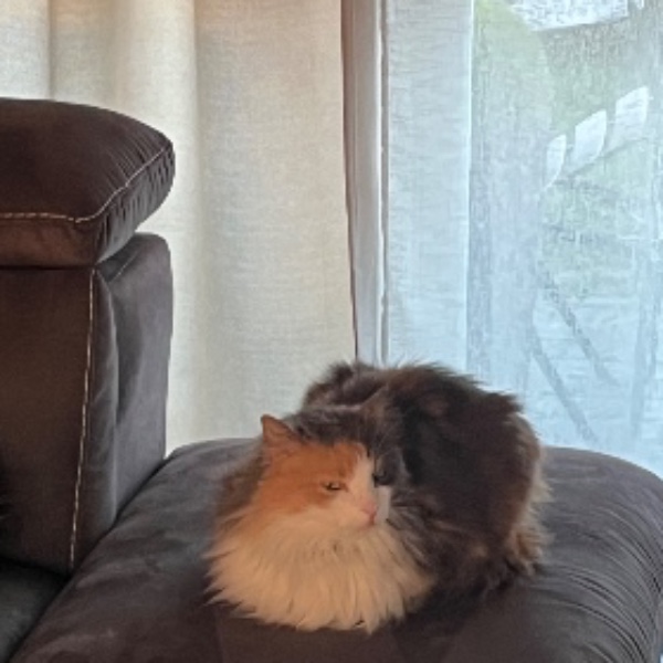Cookie