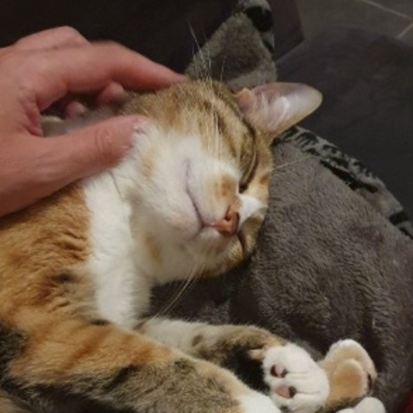 Puchi (Poutchi)