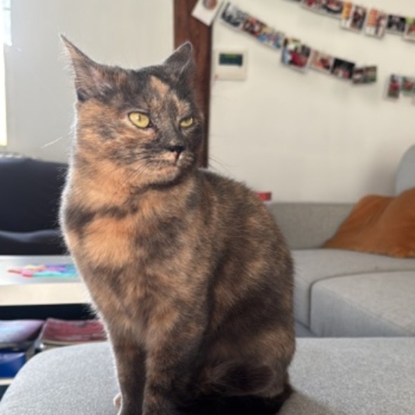 Zibeline