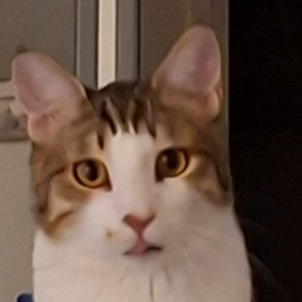 Calypso