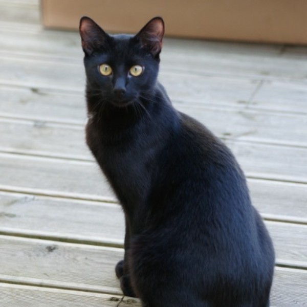 Berlioz