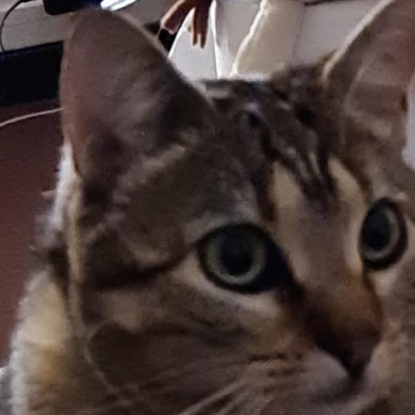Lilou
