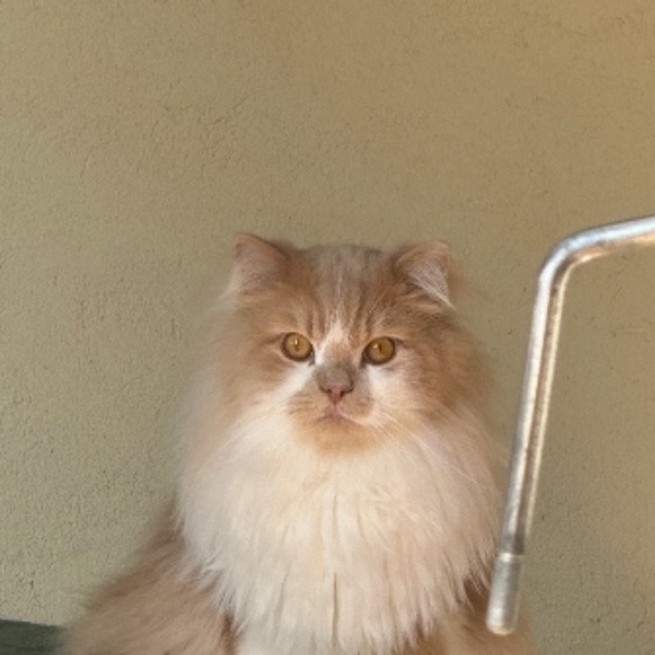 Mocha