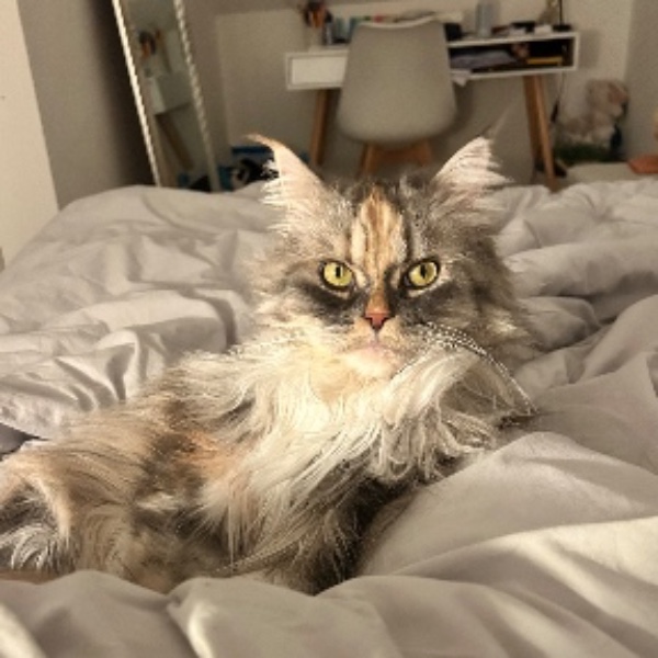 Maïa