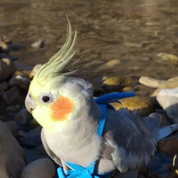 Rio