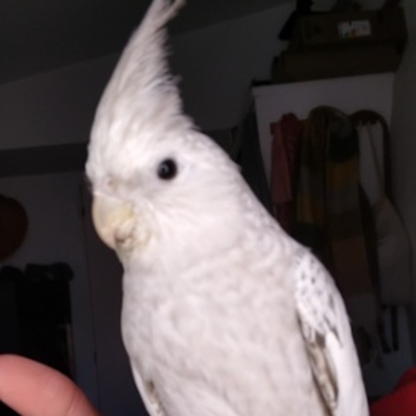 Rosie