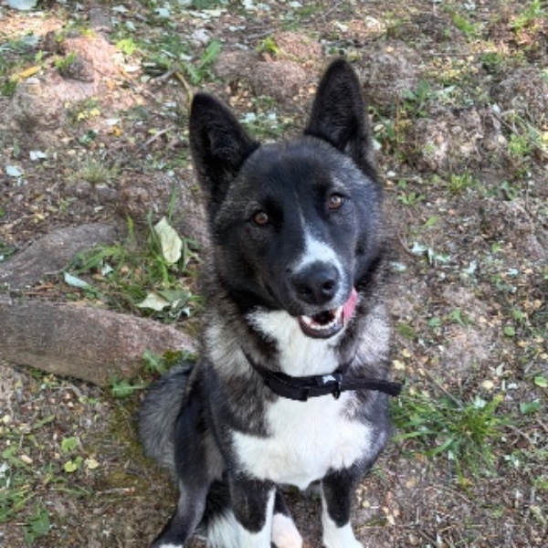Naya