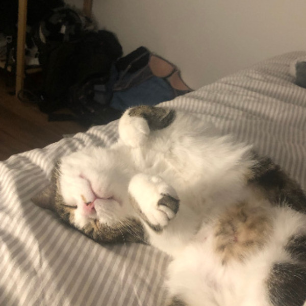 Miaouss