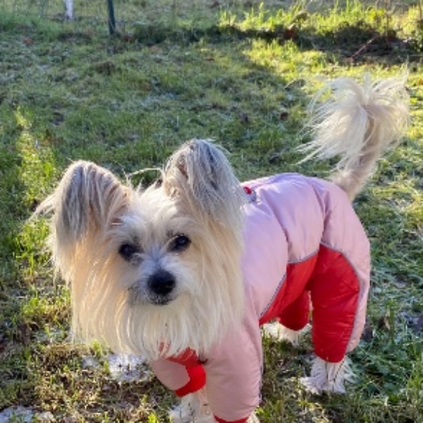 Chouchou