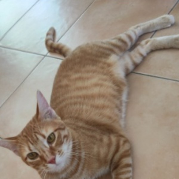Milo