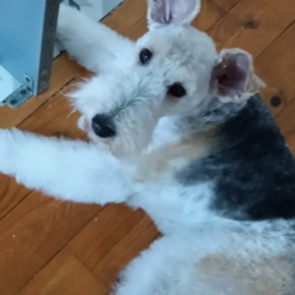 Pixel