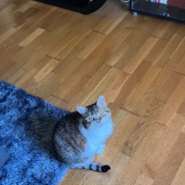 Noisette