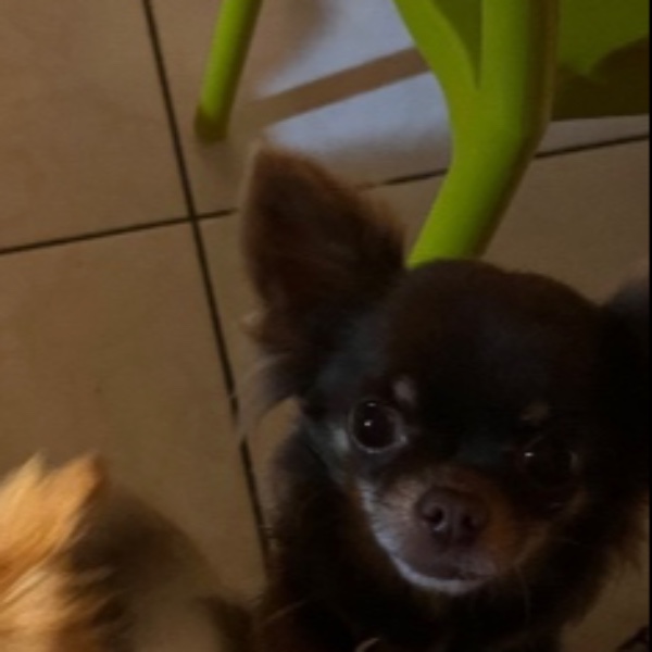 Tala
