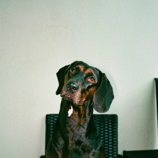 Maddie