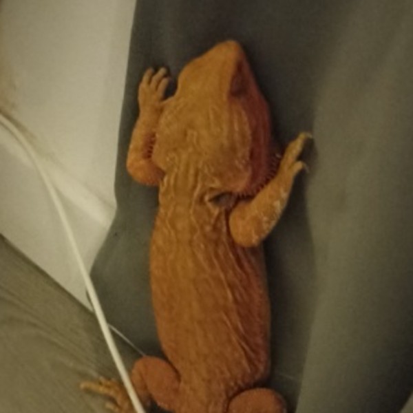 Pogo