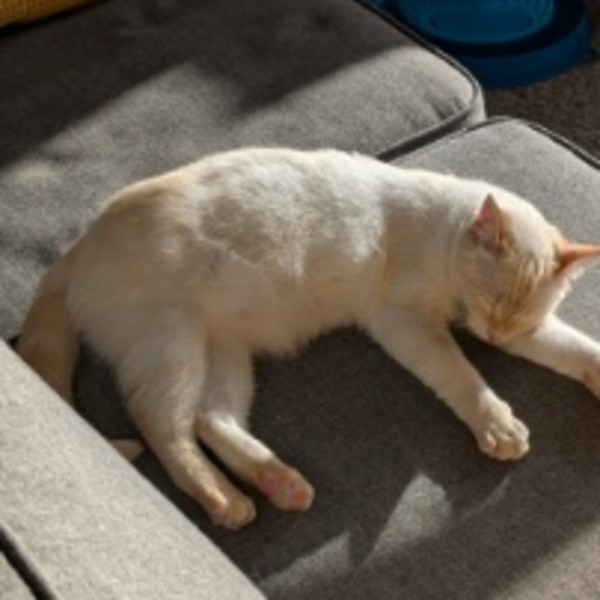 Stella