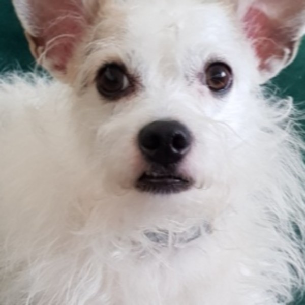 Idefix