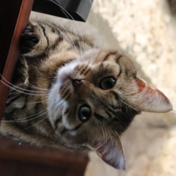 Lala