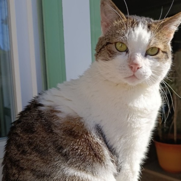 PIP