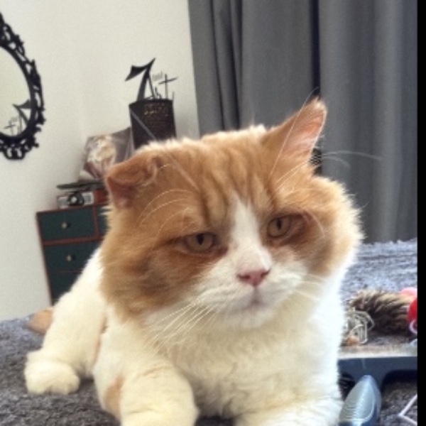 Bouboule