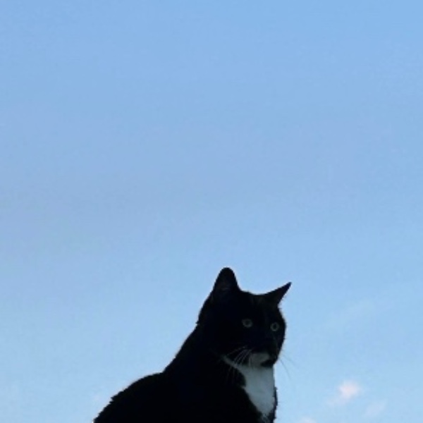 Callie