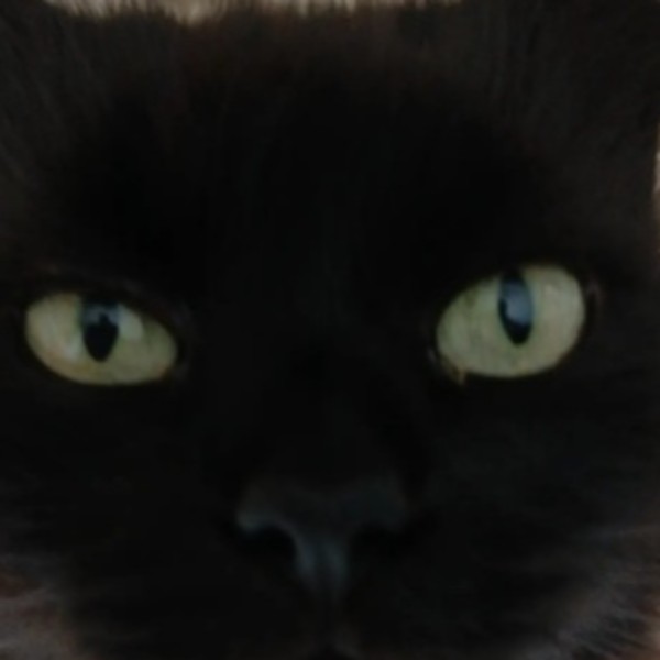 Cachou