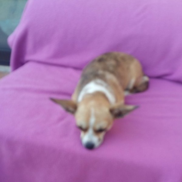 Rosie