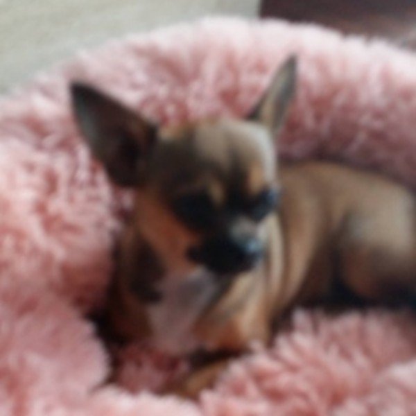 Praline