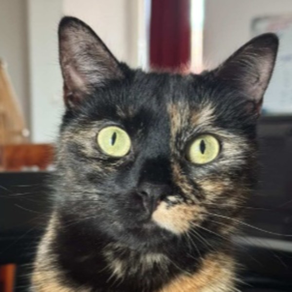 Willow