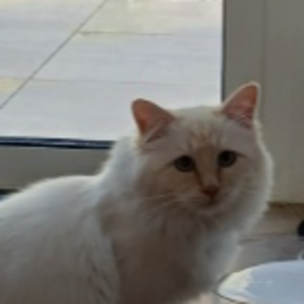Aslan