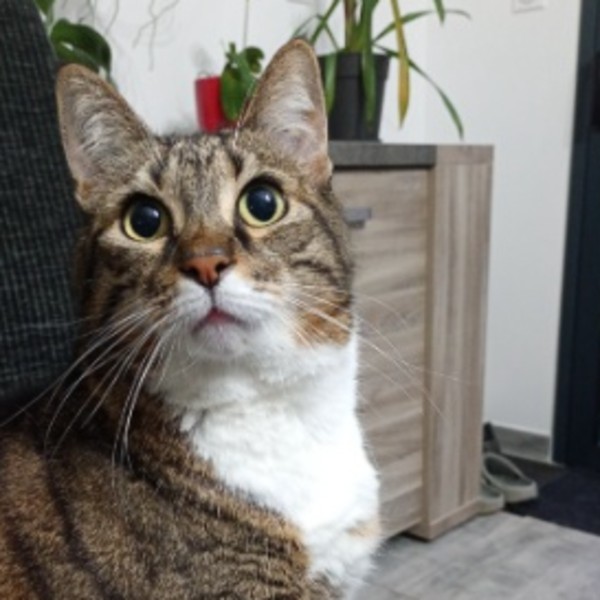 Noisette