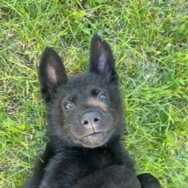 Baïko