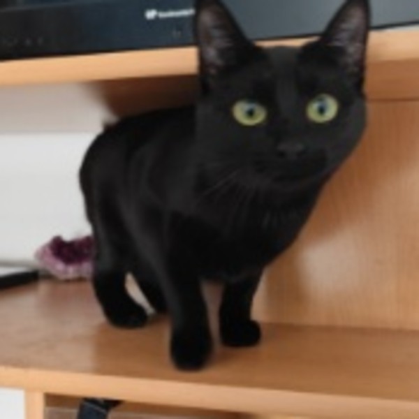 Mimi