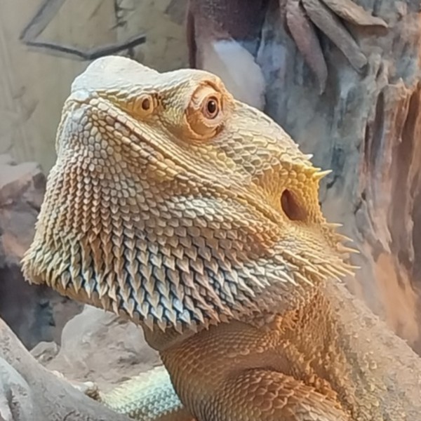 Katus