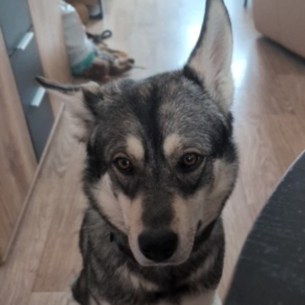 Lyka