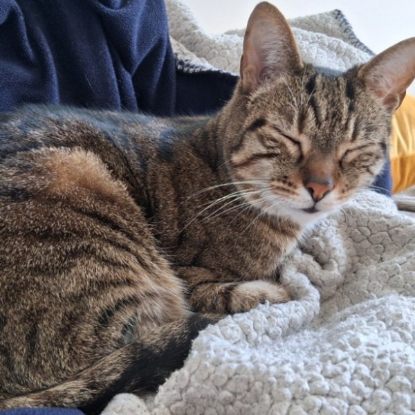 Nala