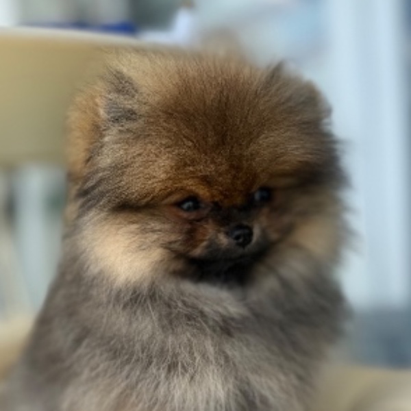 Kooki